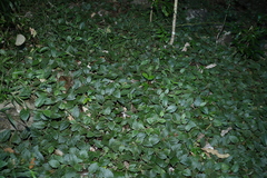 Solanum serpens