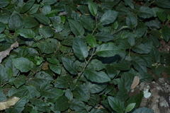 Solanum serpens