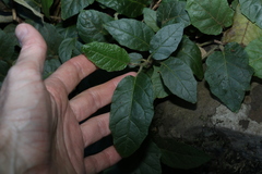 Solanum serpens