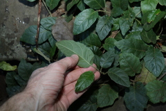 Solanum serpens
