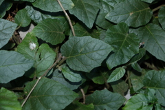 Solanum serpens