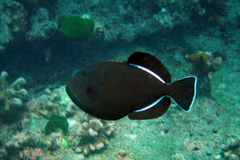 Melichthys indicus