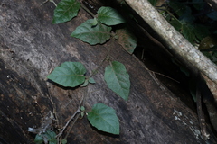 Solanum serpens