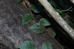 Solanum serpens