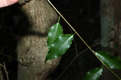 Excoecaria dallachyana