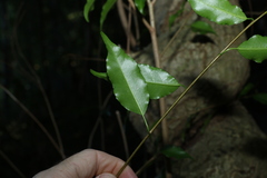 Excoecaria dallachyana