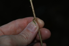 Excoecaria dallachyana