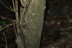 Excoecaria dallachyana