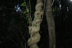 Excoecaria dallachyana