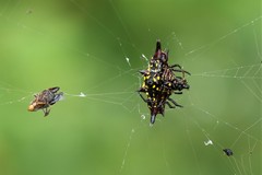Gasteracantha taeniata