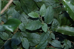 Solanum serpens