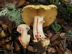 Cortinarius vellingae