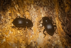 Hydissus feronioides