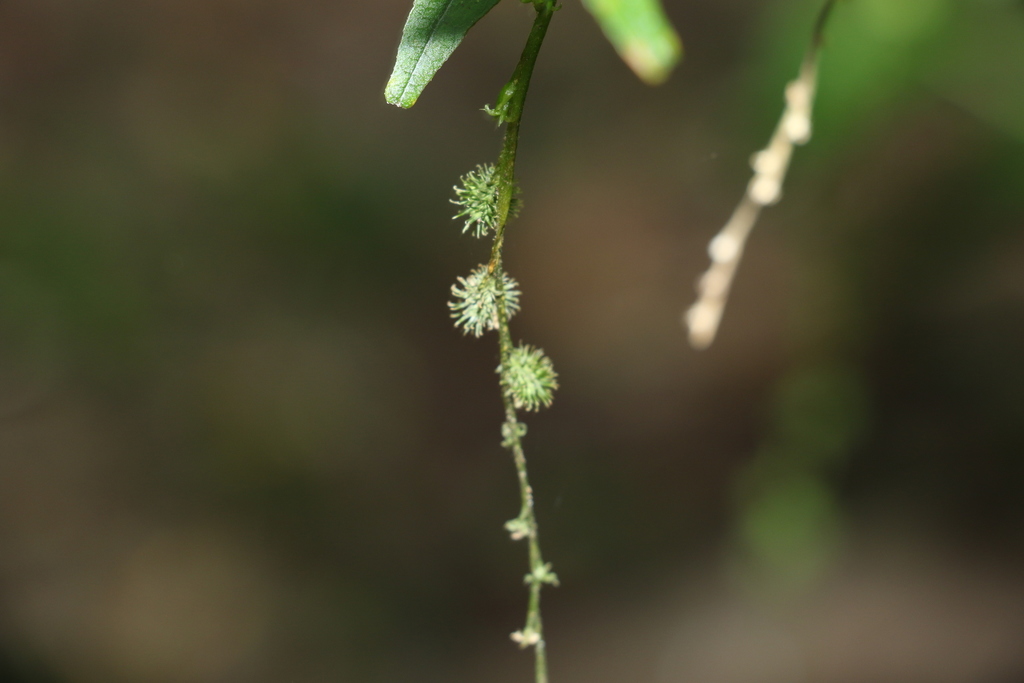 Monococcus echinophorus (Monococcus echinophorus)