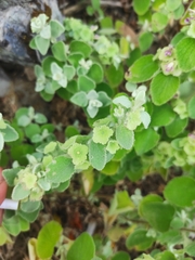 Pseudodictamnus acetabulosus