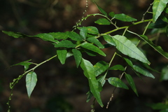 Monococcus echinophorus