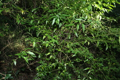 Monococcus echinophorus