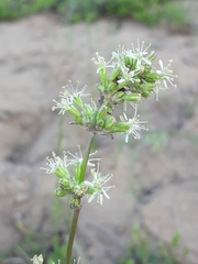 Silene polaris