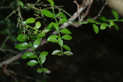 Citrus australasica