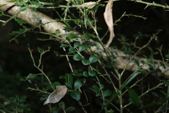 Citrus australasica