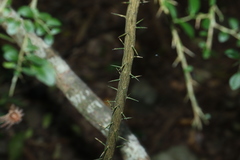 Citrus australasica