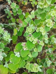 Pseudodictamnus acetabulosus