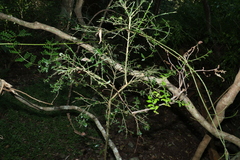 Citrus australasica