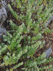 Pseudodictamnus acetabulosus