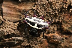 Gasteracantha fasciata