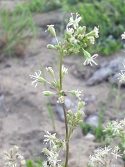 Silene polaris