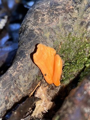 Clavulinopsis sulcata