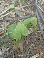 Ranunculus cassubicus