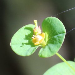 Euphorbia squamosa