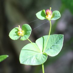 Euphorbia squamosa
