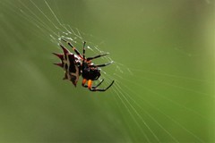 Gasteracantha fasciata