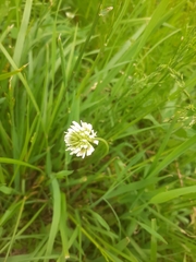 Trifolium repens