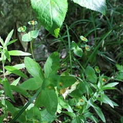 Euphorbia squamosa