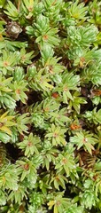Kelleria laxa