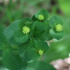 Euphorbia squamosa