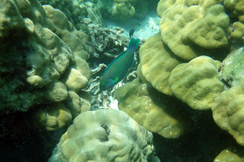 Greenhead Parrotfish — seen at this dive site