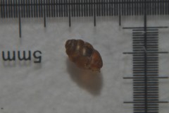 Vertigo pygmaea