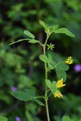 Medicago carstiensis