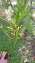 Persoonia virgata