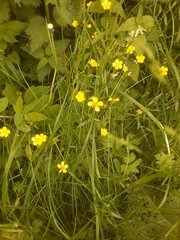 Ranunculus repens