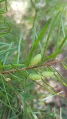 Persoonia virgata