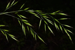 Festuca heterophylla