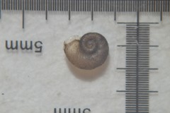 Gyraulus crista