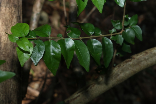 Image of Randia moorei by (c) Greg Tasney, some rights reserved (CC BY-SA)
