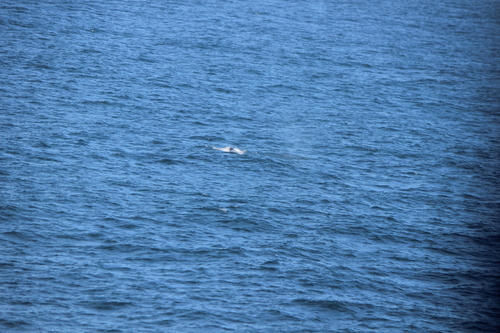 photo of Humpback Whale (Megaptera novaeangliae)