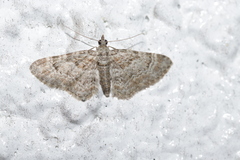 Gymnoscelis rufifasciata